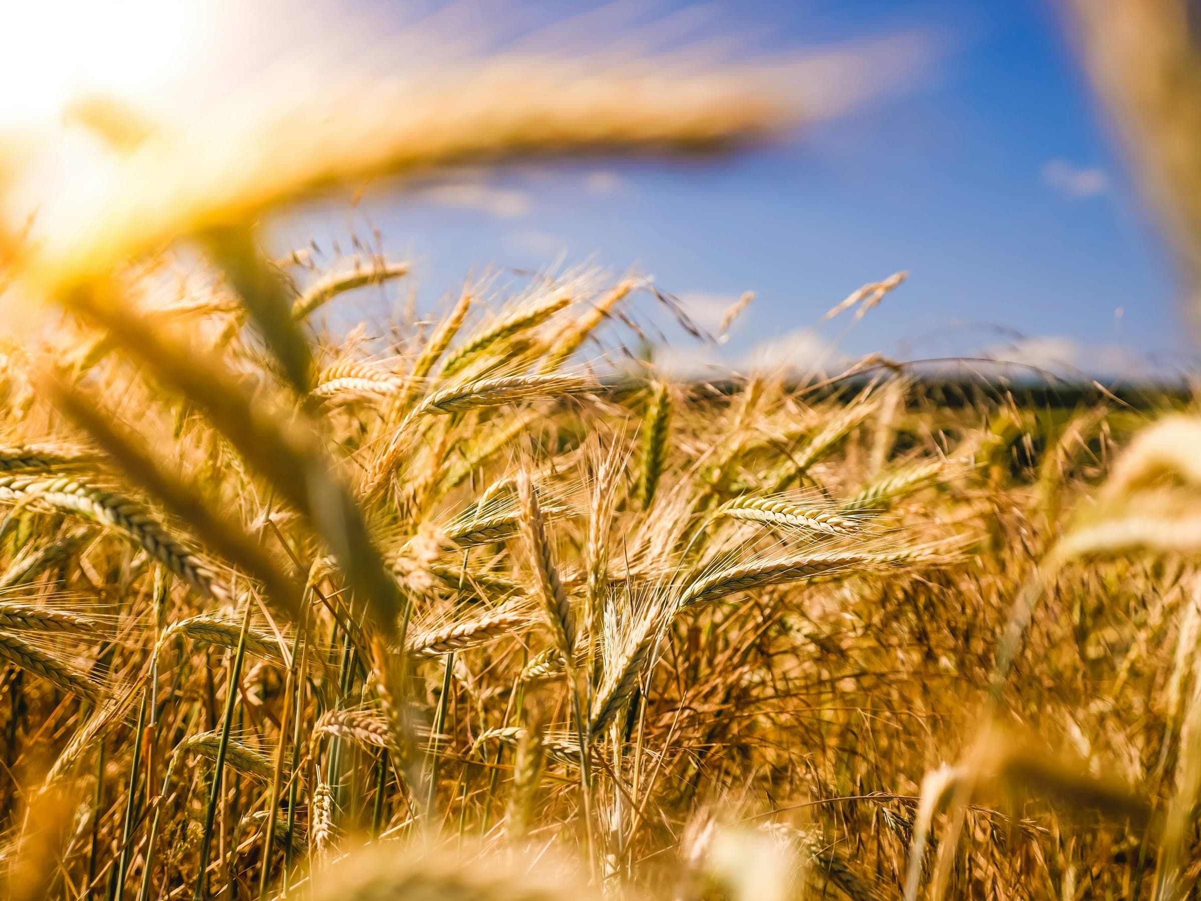 Espigas de trigo al sol