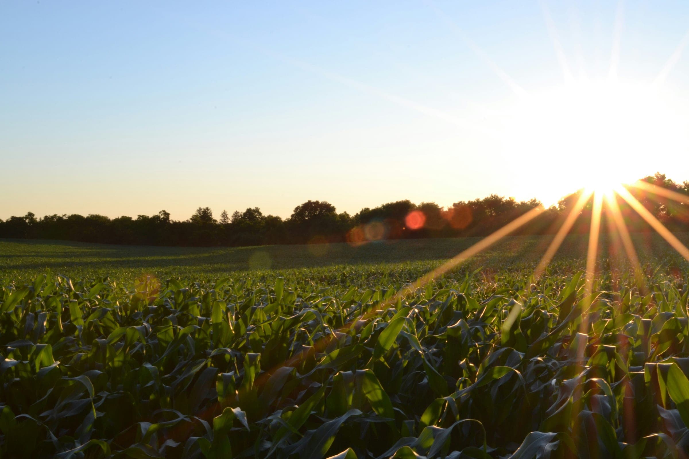 Atardecer sobre cultivo agrícola